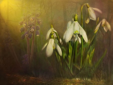 Campanillas, Flores Blancas, Primavera