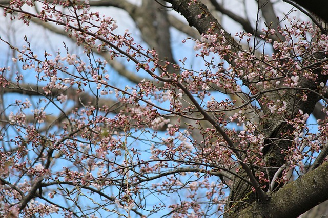 Kirschblüte, Blumen, Blütenblätter