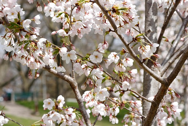 Junge Knospen, Schöne Blumen