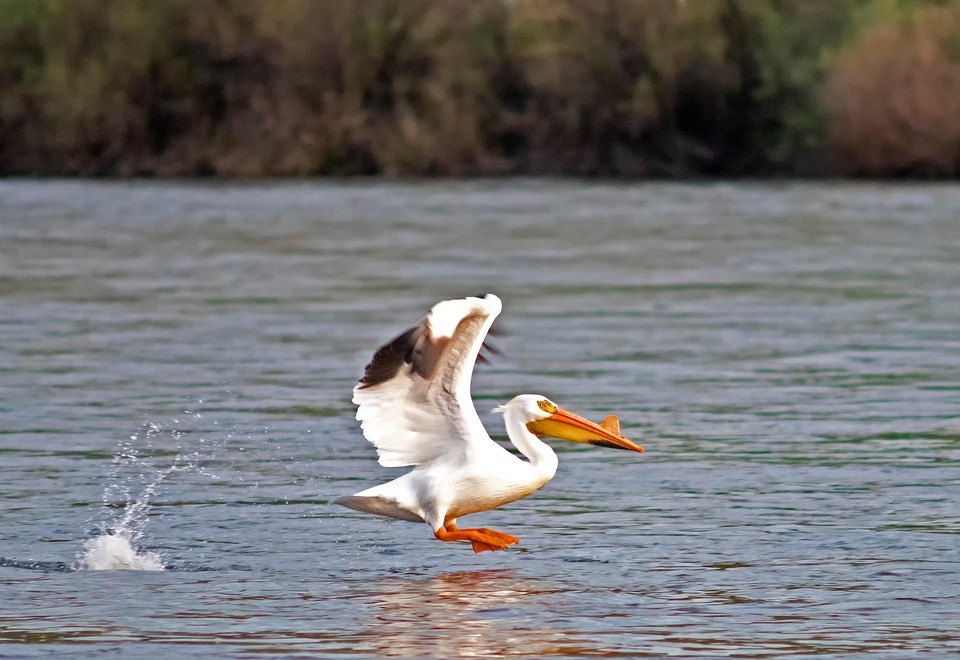 Pelican Take-Off Fly - Free photo on Pixabay - Pixabay