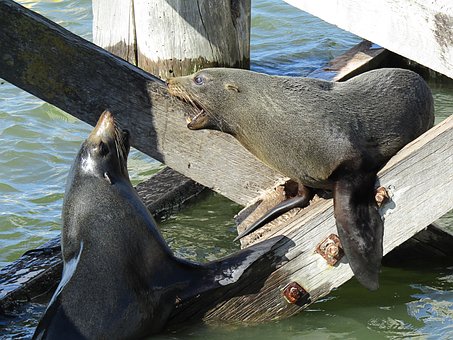 Zeehonden, Zeeleeuw, Zeebeer, Natuur