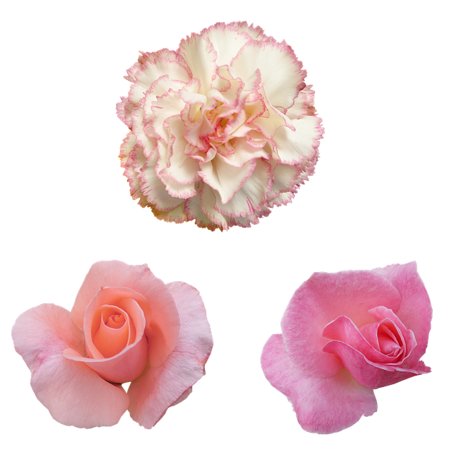 Free flowers carnation rose illustration