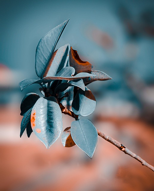 Blatt, Natur, Grün, Blau, Blume, Pflanze