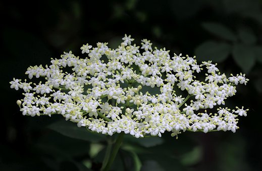 Free Flowers Blossoms photo and picture