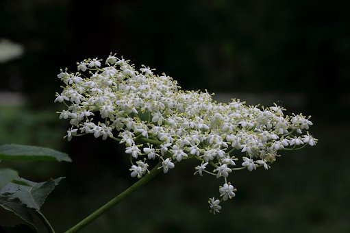 Free Elder Flower photo and picture