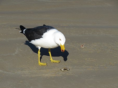 Mantelmeeuw, Zeemeeuw, Vogel