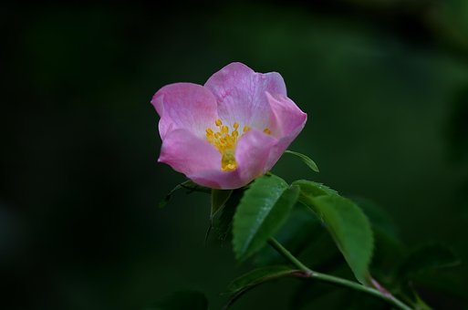 Free Dog-Rose Flower photo and picture