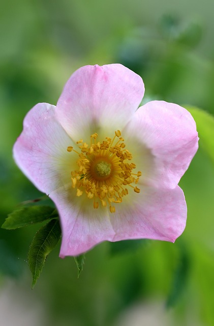 Free Dog-Rose Flower photo and picture