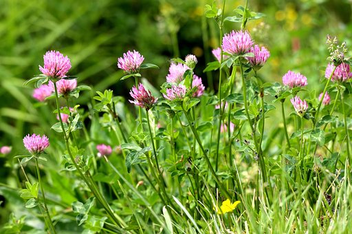 Free Clover Flowers photo and picture