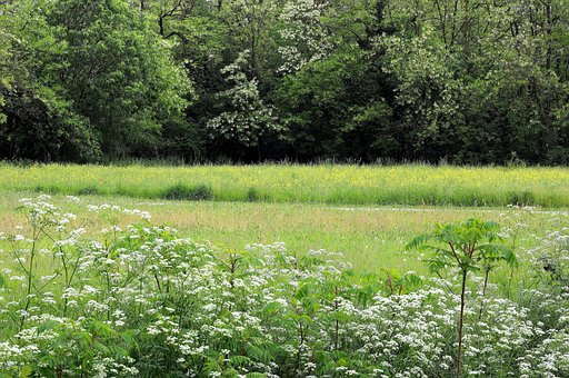 Free Nature Field photo and picture
