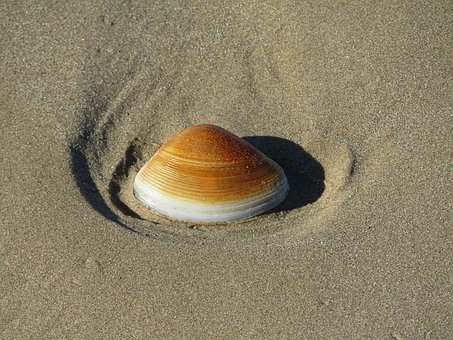 Kokkel, Schelp, Strand, Zand