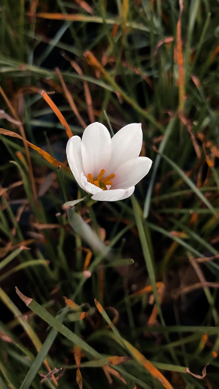 20+ Free Bloodroot & Nature Images - Pixabay