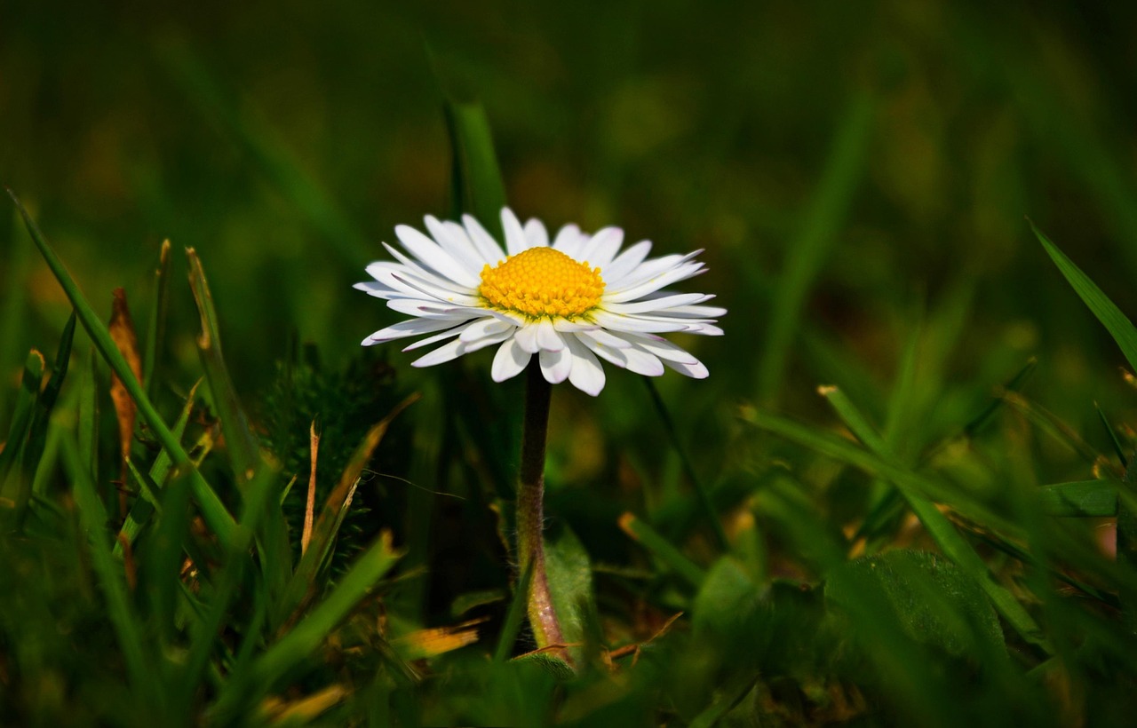 Common Daisy Flower Wildflower Free photo on Pixabay Pixabay
