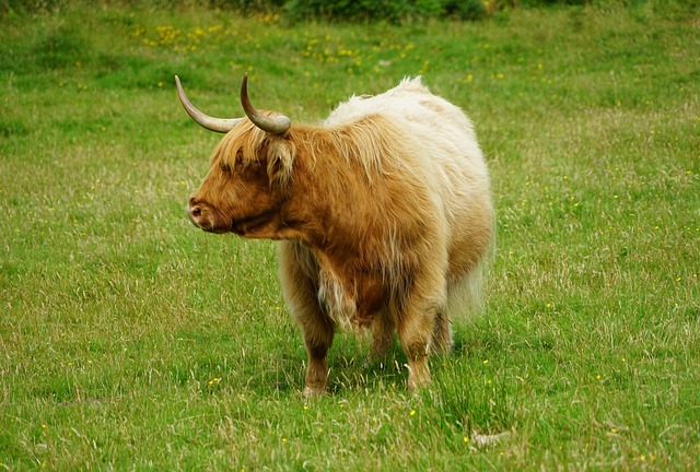 Free Cow Pasture photo and picture