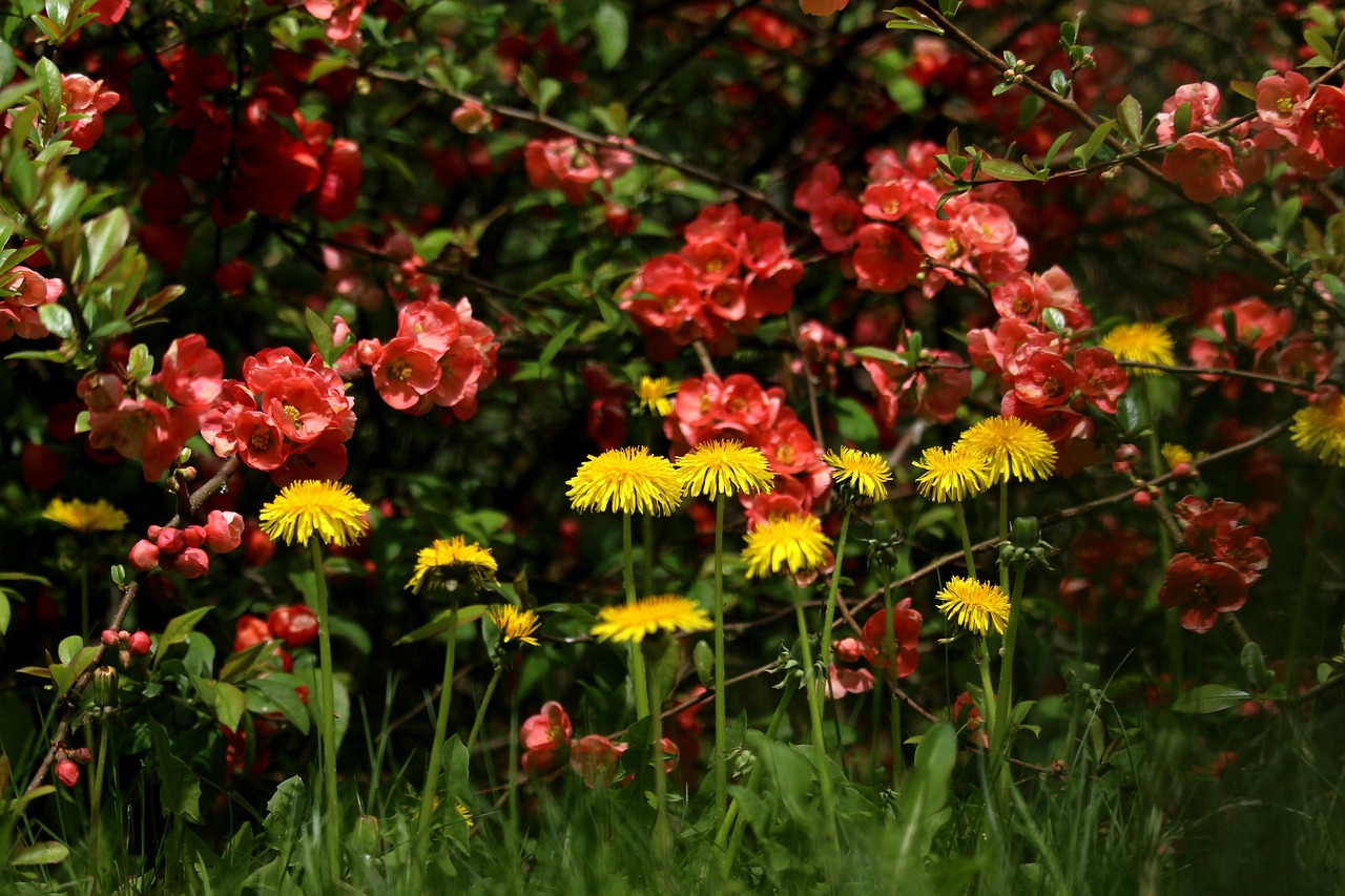 https://cdn.pixabay.com/photo/2022/05/05/09/57/buttercup-7175728_1280.jpg