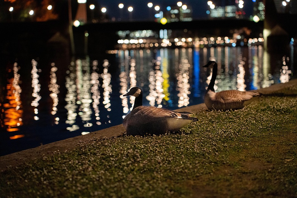 Geese Canada Night Free photo on Pixabay Pixabay