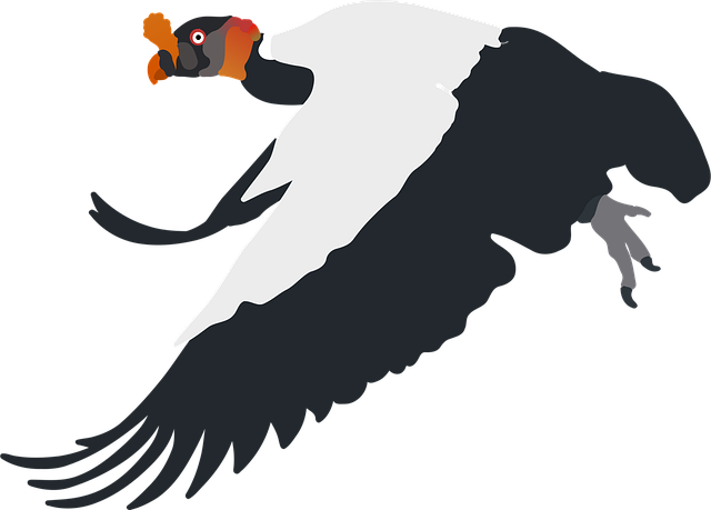 Free king vulture bird animal vector