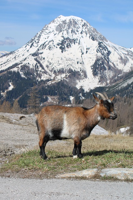 Free Ram Goat photo and picture