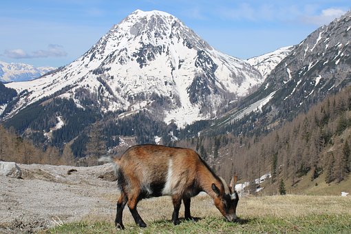 Free Ram Goat photo and picture