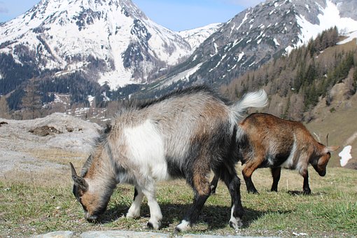 Free Ram Goat photo and picture