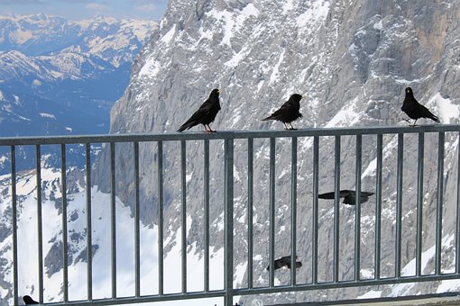 Free Mountain Birds photo and picture