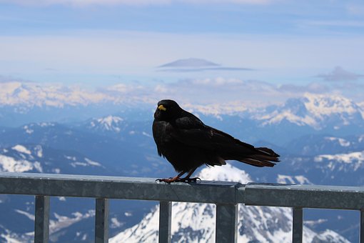 Free Bird Mountain Kiss photo and picture