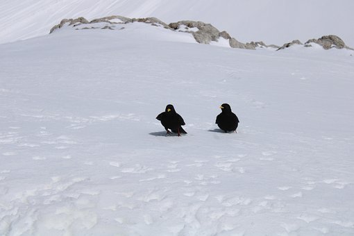 Free Mountains Dachstein photo and picture