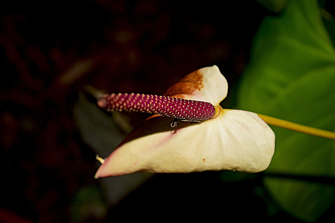 Arum Lily Flower Blossom Free photo on Pixabay Pixabay
