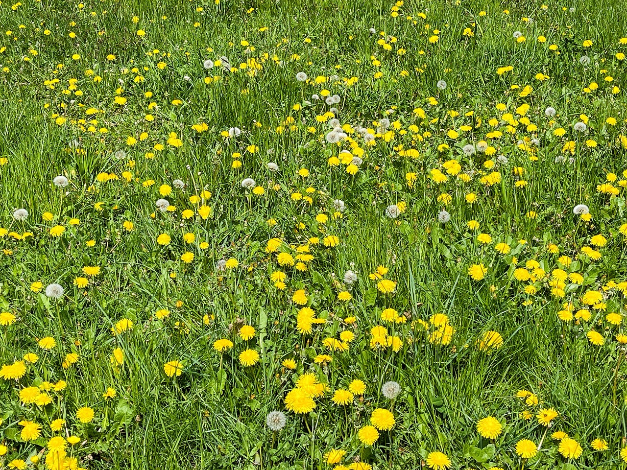 Dandelion Flowers Edible Free photo on Pixabay Pixabay