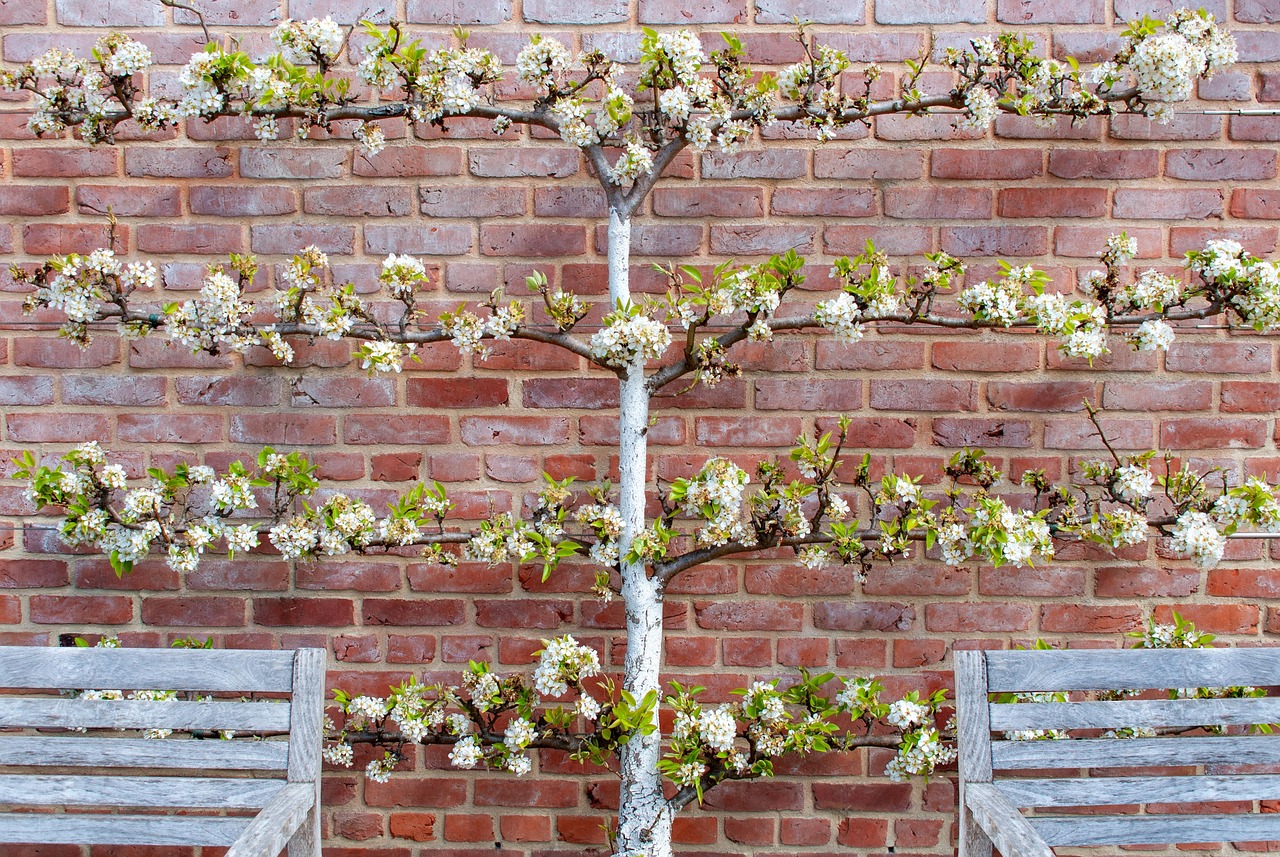 Tree Branches Wall Free photo on Pixabay Pixabay