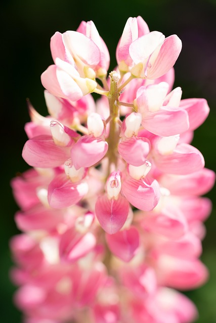 Free Flowers Lupine photo and picture