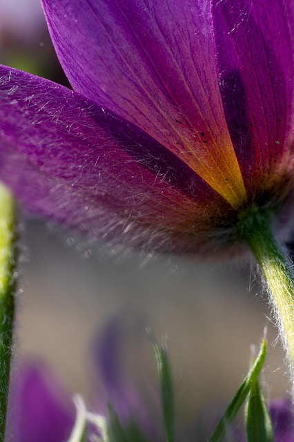 Free Plants Blossom photo and picture