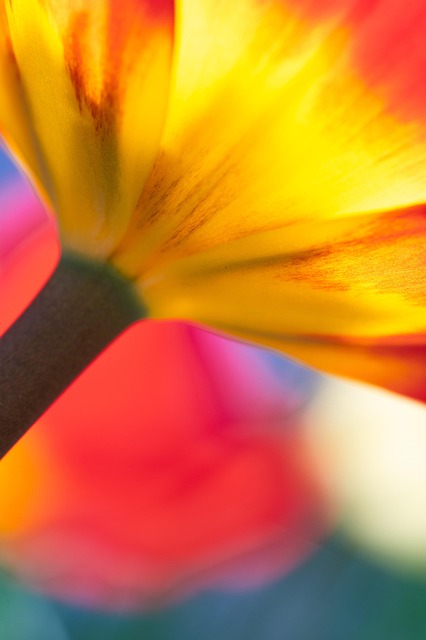 Free Plants Blossom photo and picture