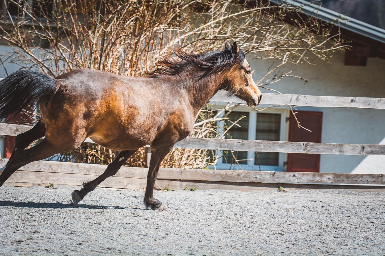 Horse - free online jigsaw puzzle photo