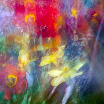 Free Abstract Blossom photo and picture