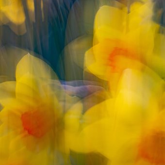 Free Blossom Plants photo and picture