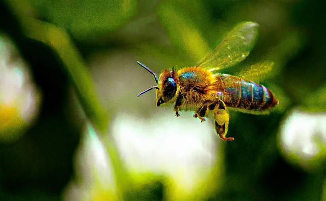 Free Bee Flower photo and picture