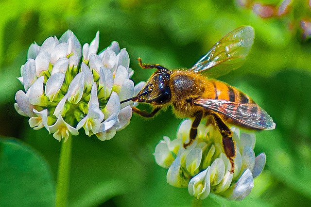 Free Bee Flower photo and picture