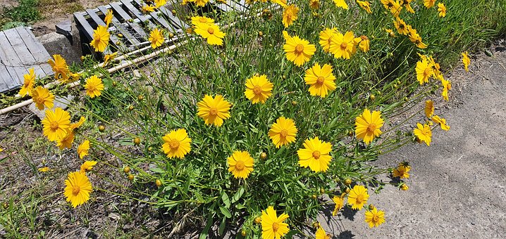Free Flower Nature photo and picture