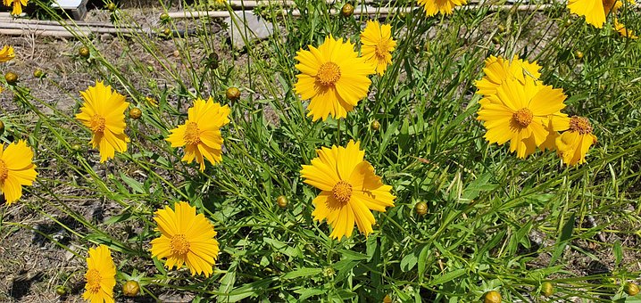 Free Flower Wild Flower photo and picture