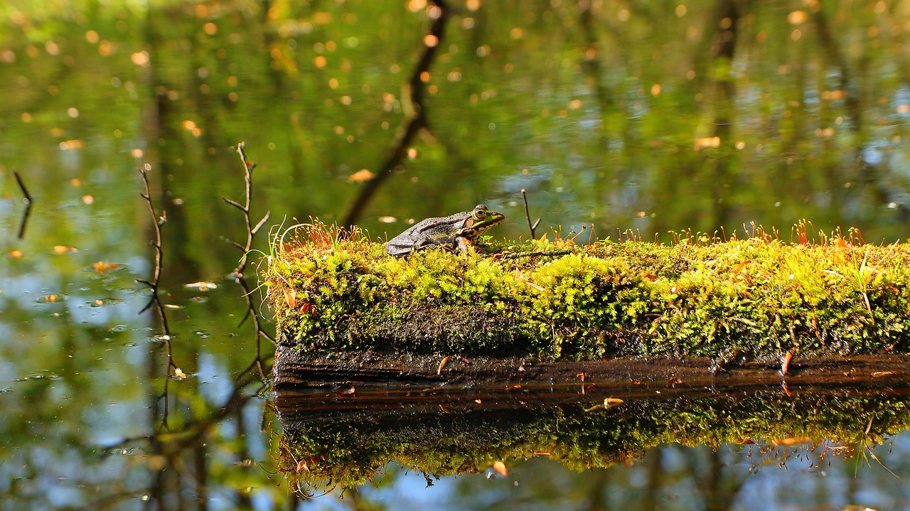 Frog - free online jigsaw puzzle photo