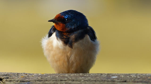 Free Barn Swallow Bird photo and picture