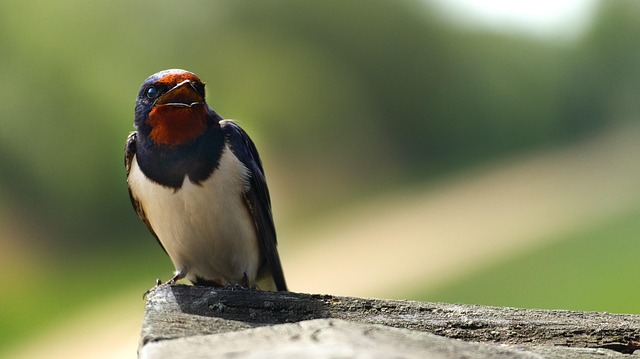 Free Barn Swallow Bird photo and picture