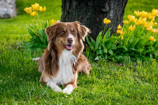 Free Australian Shepherd Dog photo and picture