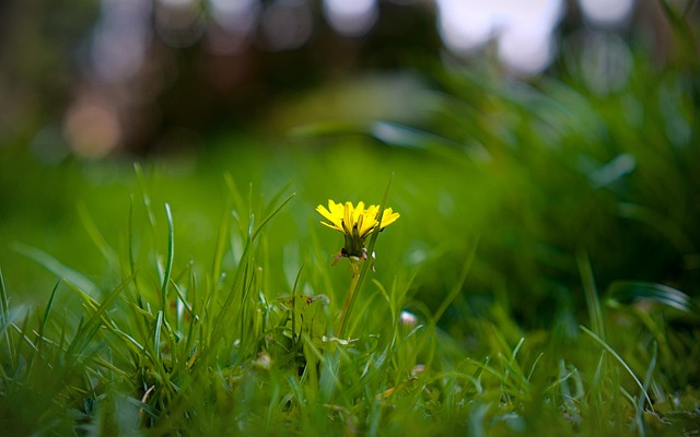 Free Dandelion Flower Background photo and picture