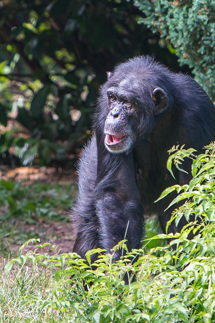 Free Chester Zoo Chimpanzee photo and picture