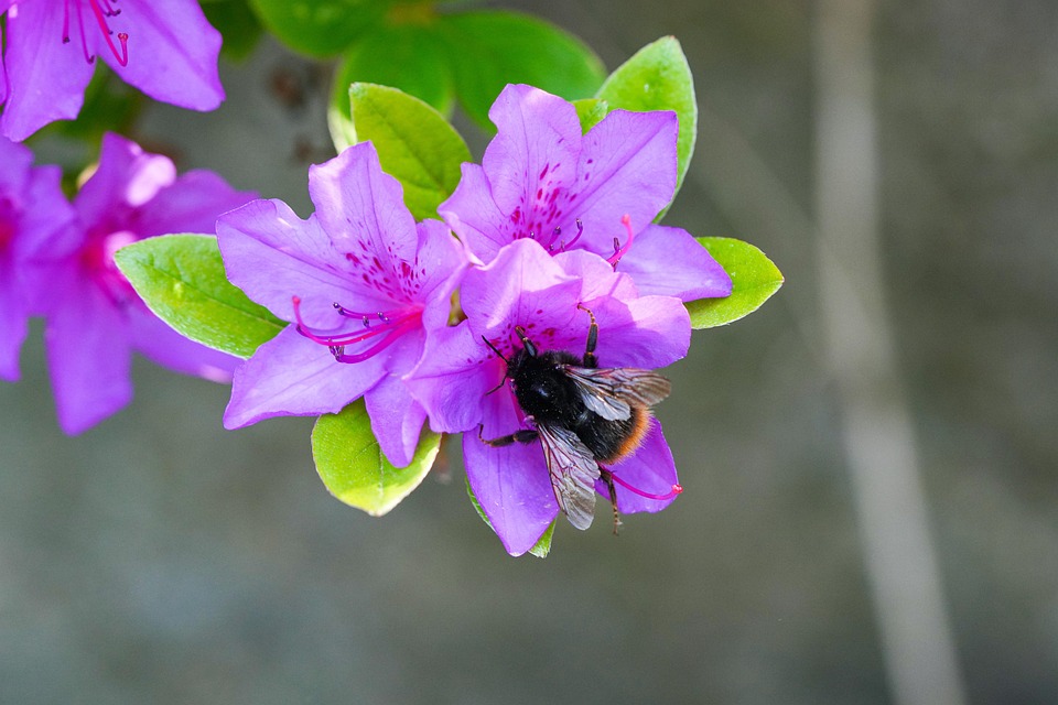 Bee Insect Flower - Free photo on Pixabay - Pixabay