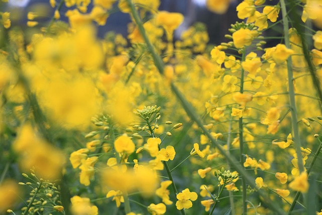 Free Rapeseed Rape Blossoms photo and picture