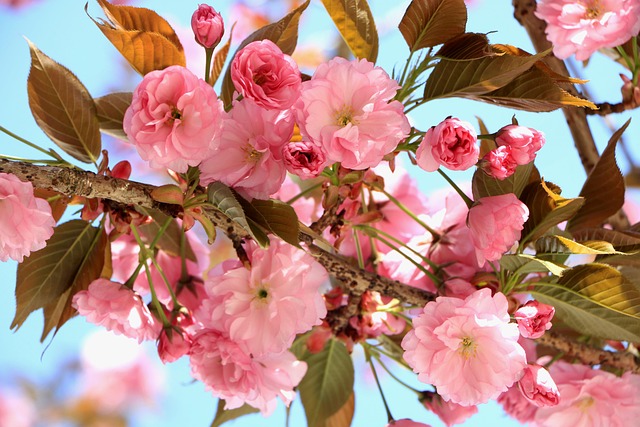 Free Cherry Blossoms Sakura photo and picture