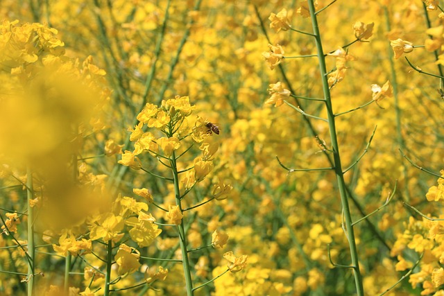 Free Rapeseed Rape Blossoms photo and picture